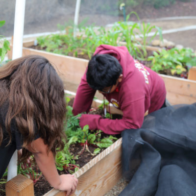 students working in raised garden beds